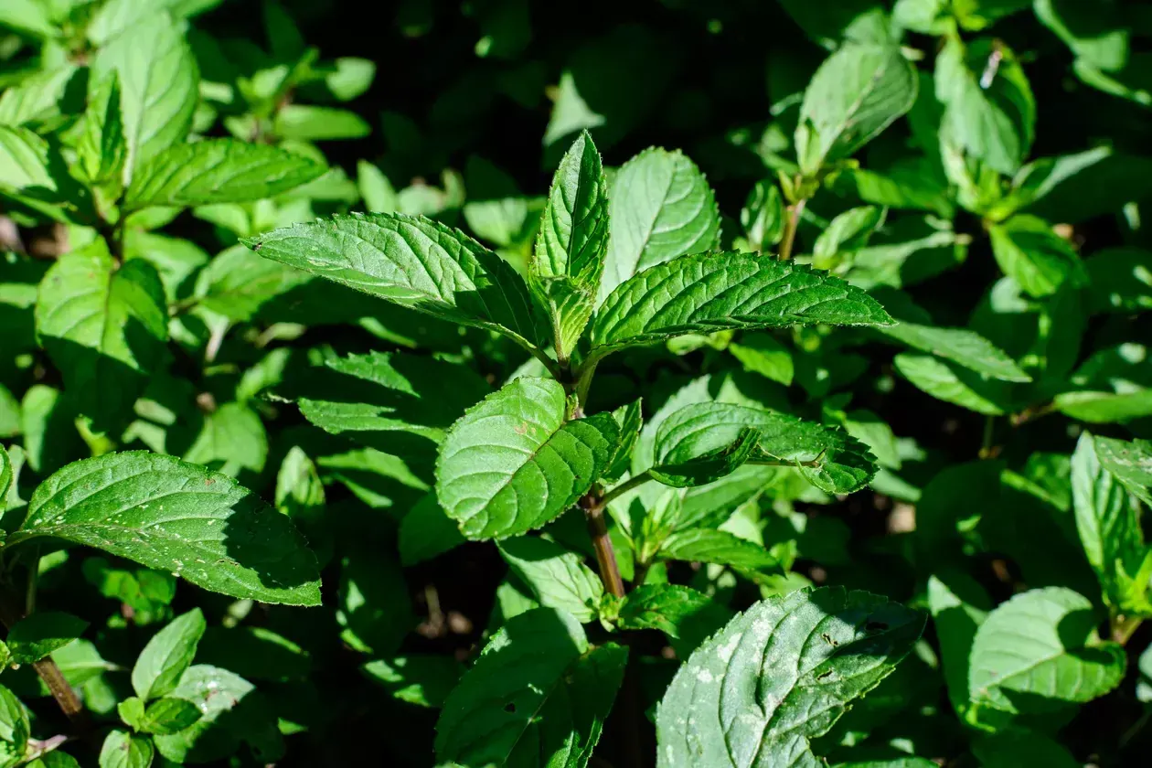 Herbal Remedies for Common Ailments: Natural Solutions for Everyday Health