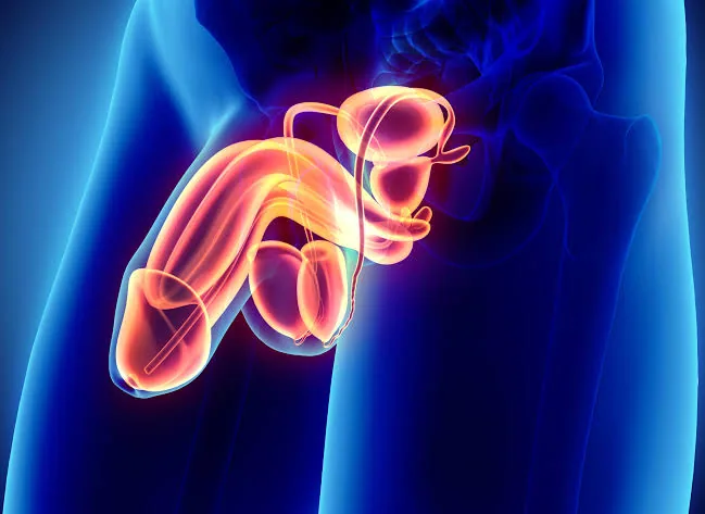 What Really Happens to a Man's Penis After a Certain Age Will Shock You