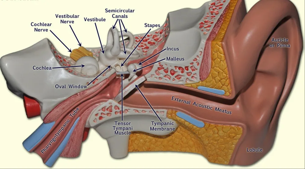 6 Ear Symptoms That Could Be Warning You About Serious Health Problems