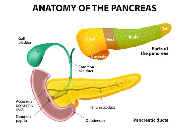 Doctors Won’t Admit This ,Your Pancreas Could Be Slowly Dying And You’d Never Know