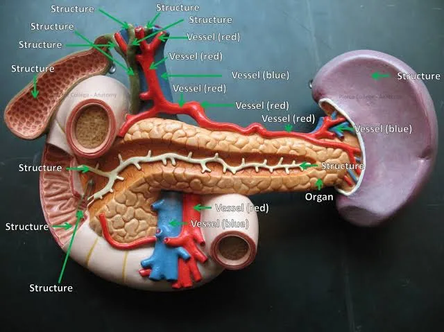 They Don’t Want You to Know About This Breakthrough in Pancreatic Cancer Treatment