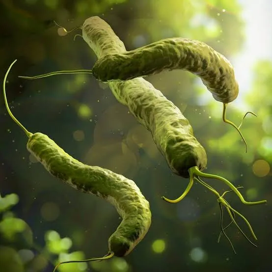 What Is H. pylori and Why Is It So Hard to Detect?