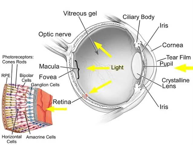 Why Sudden Flashes of Light in Your Eyes Could Be a Serious Warning
