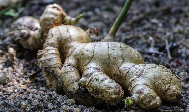 Herbal Remedies for Common Ailments: Natural Solutions for Everyday Health