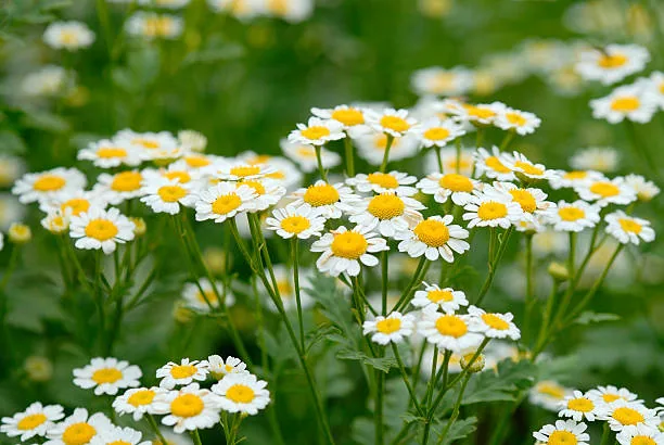 Herbal Remedies for Common Ailments: Natural Solutions for Everyday Health