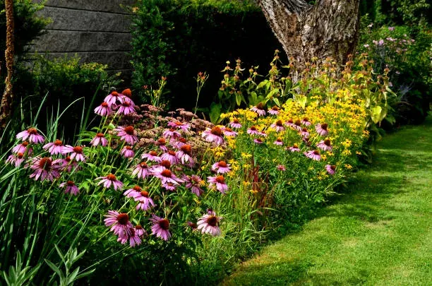 Herbal Remedies for Common Ailments: Natural Solutions for Everyday Health