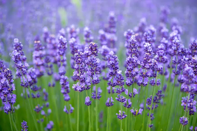 Herbal Remedies for Common Ailments: Natural Solutions for Everyday Health