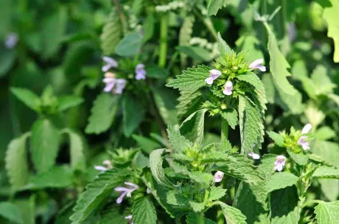 Herbal Remedies for Common Ailments: Natural Solutions for Everyday Health
