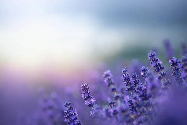 Essential Oils for Stress Relief and Better Sleep: A Beginner’s Guide