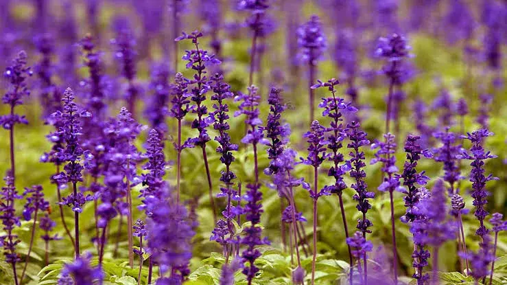 Essential Oils for Stress Relief and Better Sleep: A Beginner’s Guide