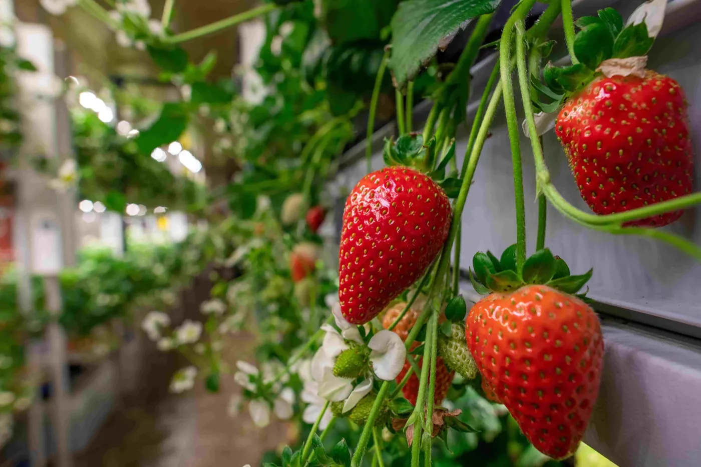 5 Best Fruits for Boosting Immunity, According to Nutritionists