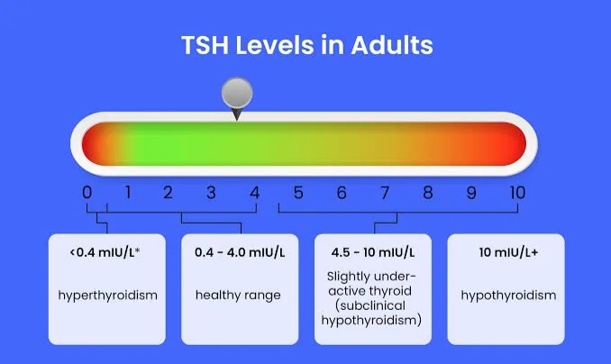 Thyroid Function Test (TFT): What Your Results Reveal About Your Health