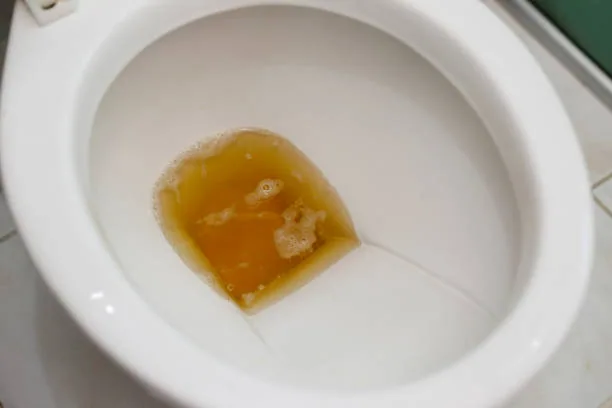 Is Human Urine Safe? What Science Really Says About Drinking or Using It