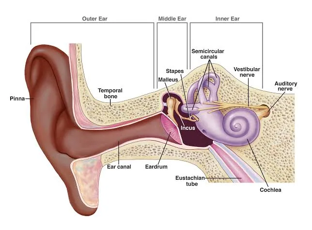 6 Ear Symptoms That Could Be Warning You About Serious Health Problems