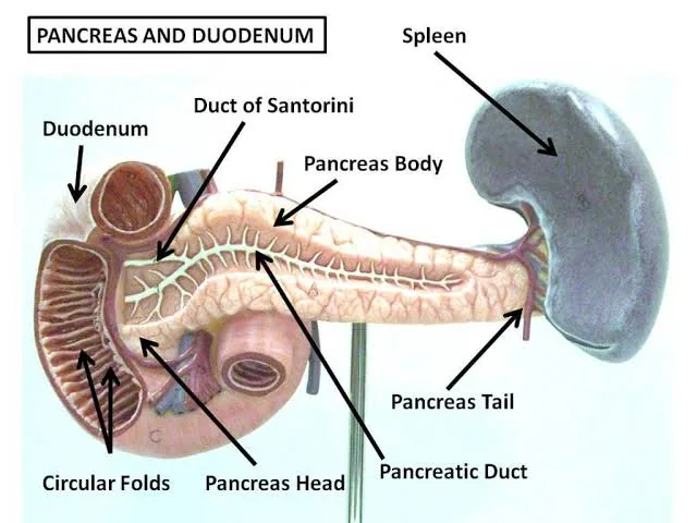 Doctors Won’t Admit This ,Your Pancreas Could Be Slowly Dying And You’d Never Know