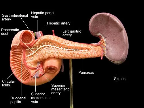 They Don’t Want You to Know About This Breakthrough in Pancreatic Cancer Treatment