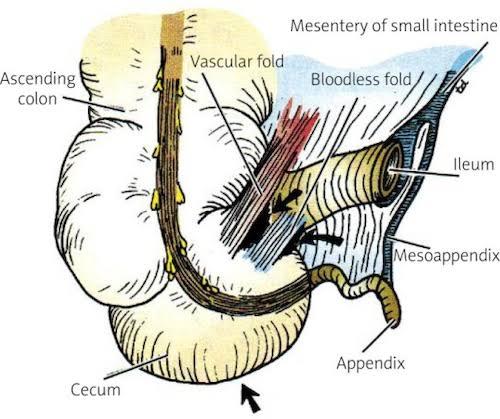 Appendix Pain Location How to Know If It Is Appendicitis